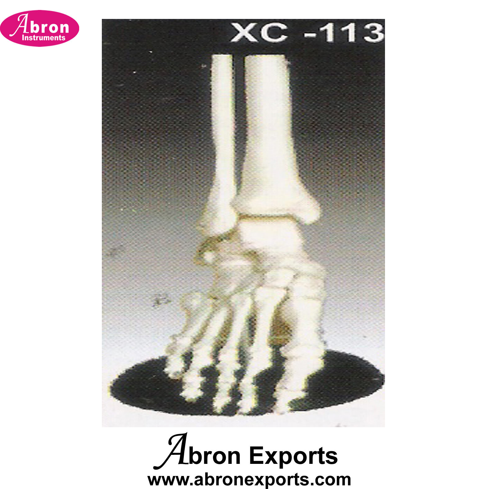 Model Human Foot Joint Life Size Human Model Nursing and Medical Model abron  XC-113